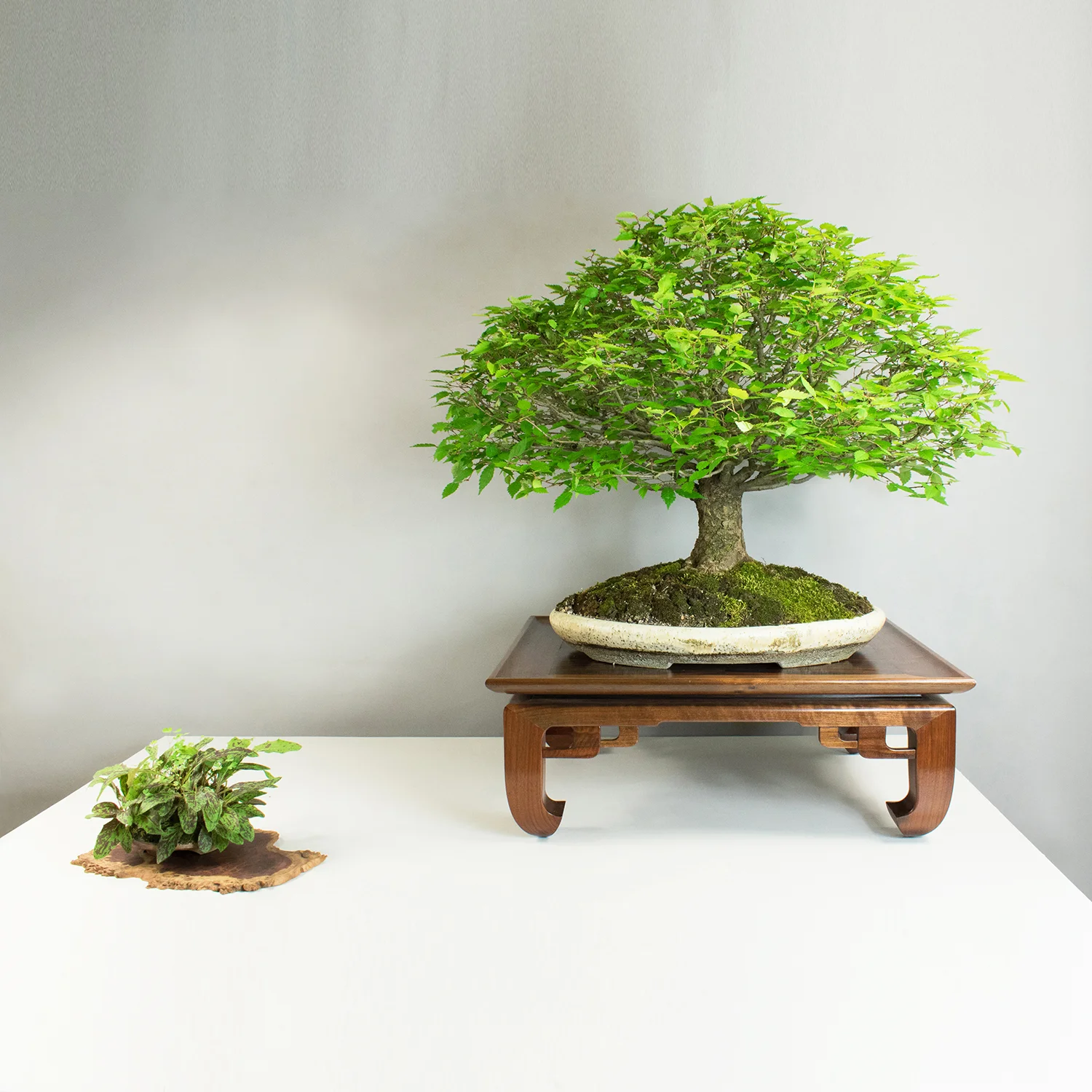 Bonsai Stands — Austin Heitzman Furniture